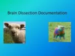 Brain Dissection Documentation - slide 1
