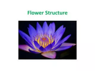 Flower Structure