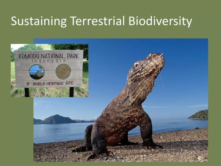 sustaining terrestrial biodiversity