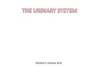 THE URINARY SYSTEM