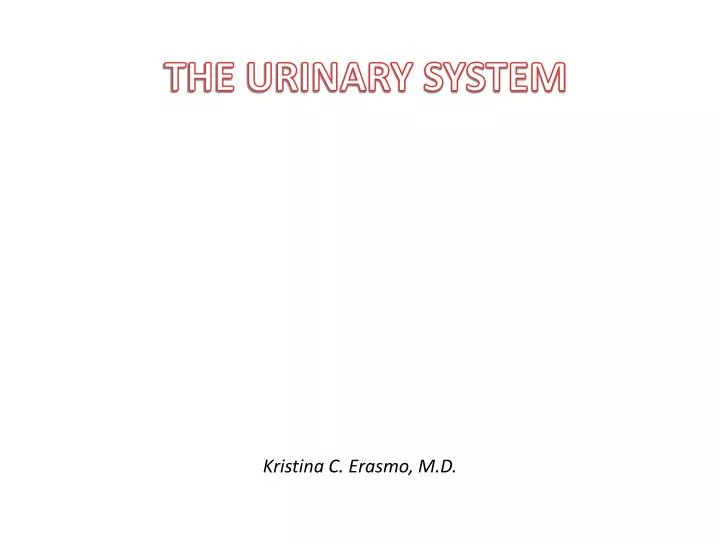 the urinary system