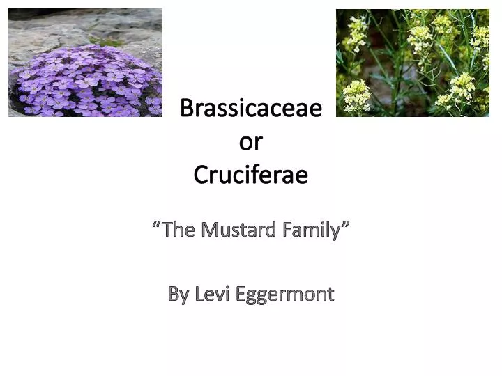 brassicaceae or cruciferae