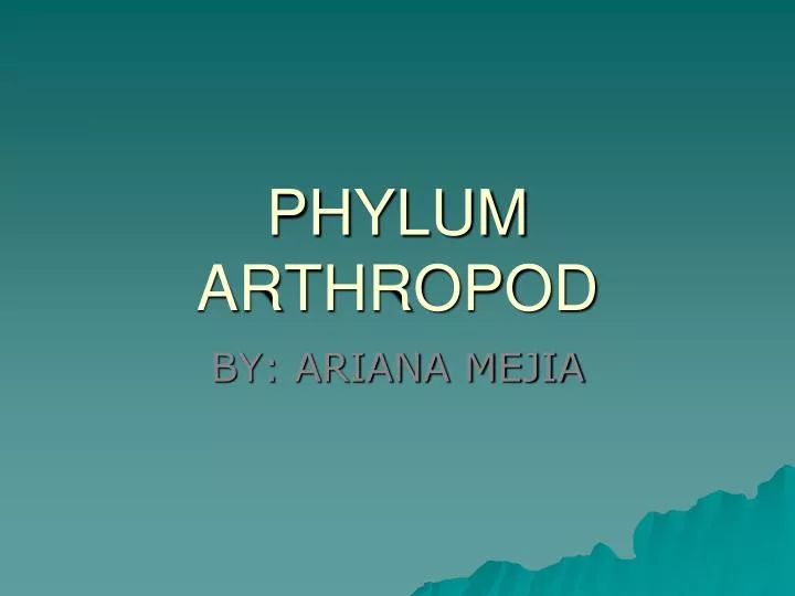 phylum arthropod