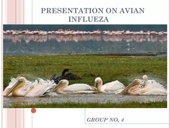 presentation on avian influeza