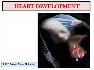 HEART DEVELOPMENT