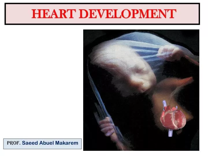 heart development