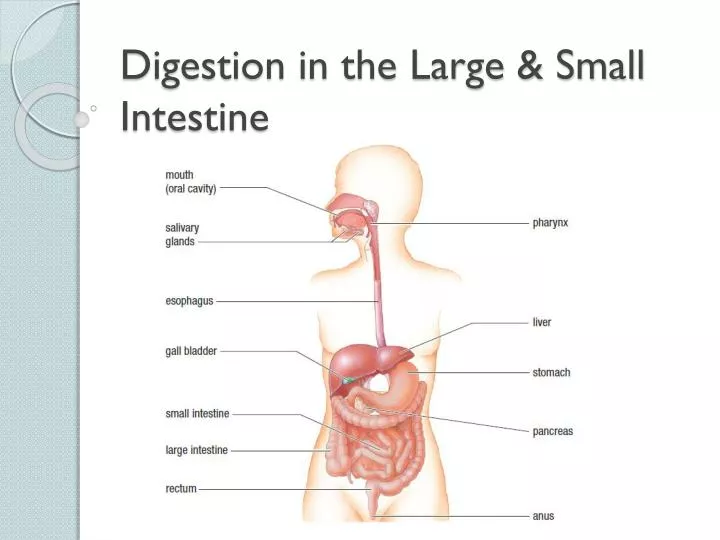 digestion in the large small intestine