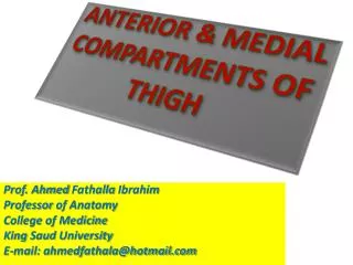 ANTERIOR &amp; MEDIAL COMPARTMENTS OF THIGH