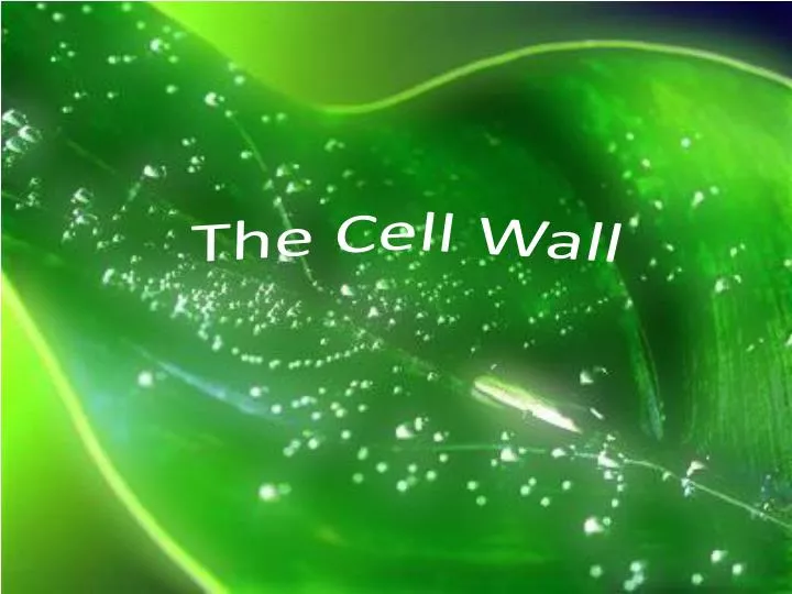 the cell wall