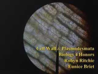 Cell Wall &amp; Plasmodesmata Biology 4 Honors Robyn Ritchie Eunice Briet