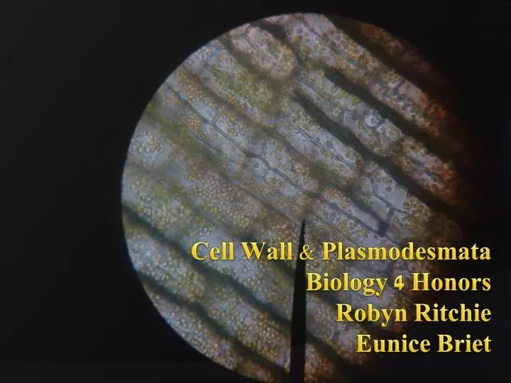 cell wall plasmodesmata biology 4 honors robyn ritchie eunice briet