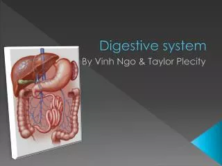 Digestive system