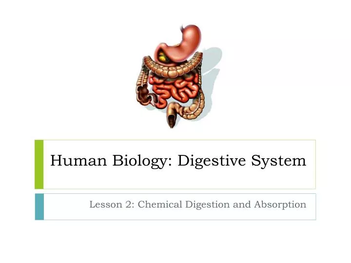 human biology digestive system
