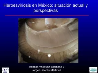 Herpesviriosis en México: situación actual y perspectivas