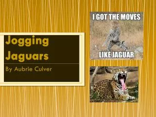 Jogging Jaguars