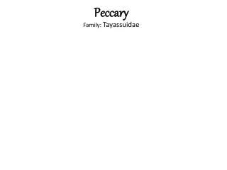 Peccary Family: Tayassuidae