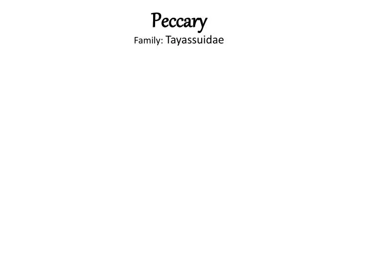 peccary family tayassuidae