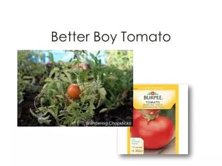 Better Boy Tomato