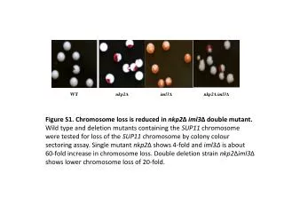 Chromosome III loss rate (%)