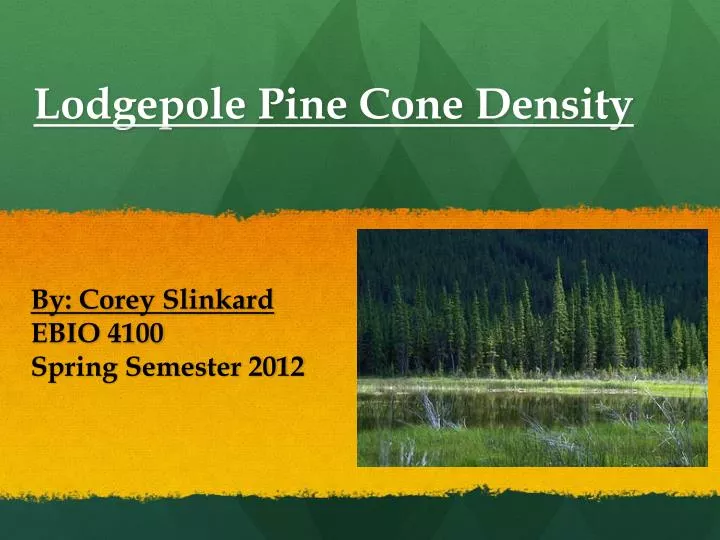 lodgepole pine cone density