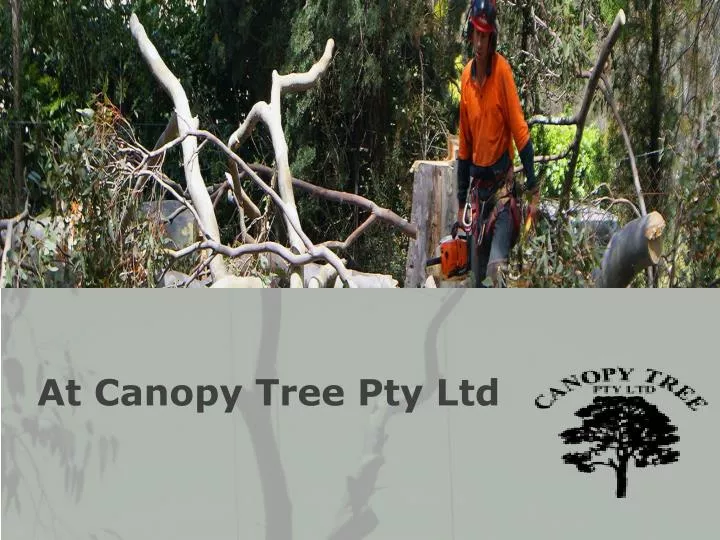 at canopy tree pty ltd