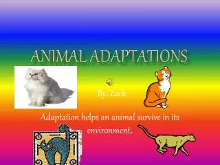 Animal Adaptations