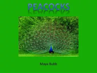 peacocks