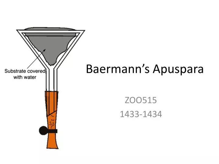 baermann s apuspara