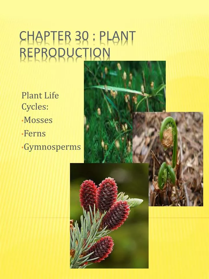 plant life cycles mosses ferns gymnosperms