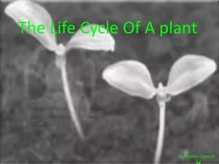 The Life Cycle Of A plant