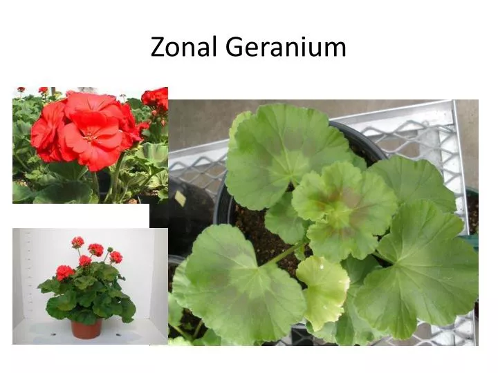 zonal geranium