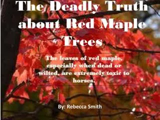 The Deadly Truth about Red Maple Trees