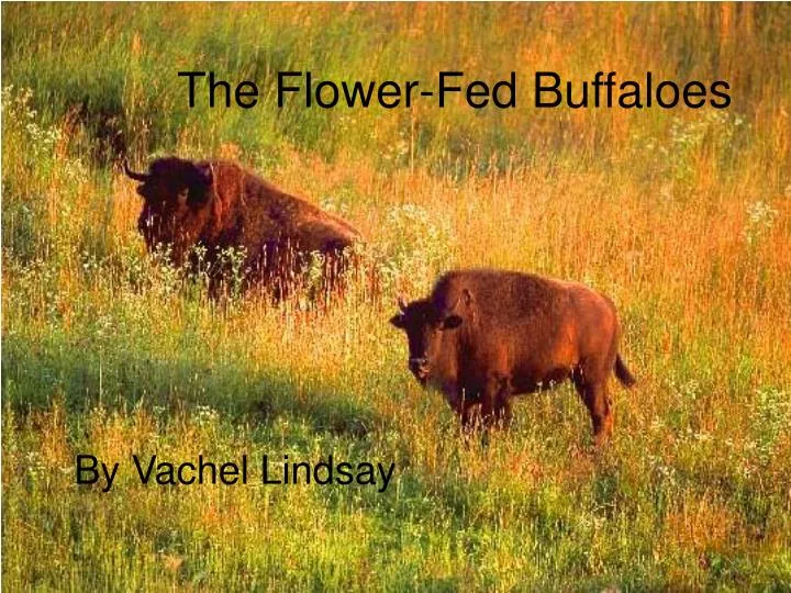 the flower fed buffaloes
