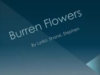 Burren Flowers