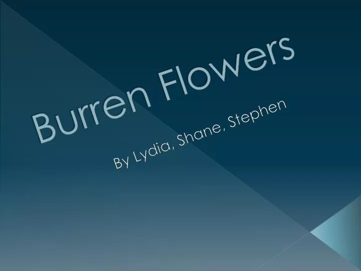 burren flowers