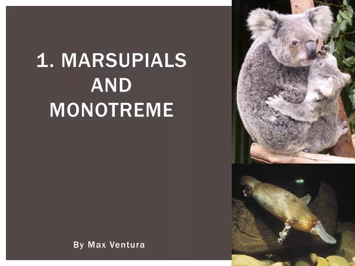 1 marsupials and monotreme