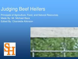 Judging Beef Heifers