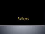 Reflexes - slide 1