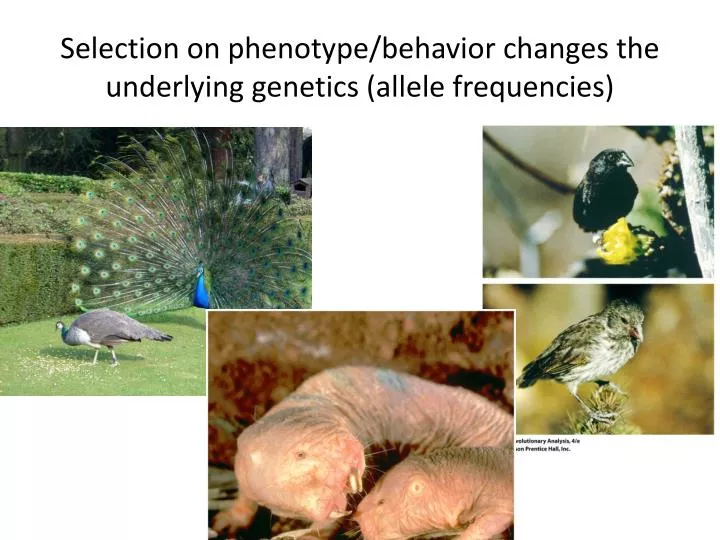 selection on phenotype behavior changes the underlying genetics allele frequencies