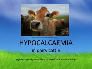 HYPOCALCAEMIA in dairy cattle