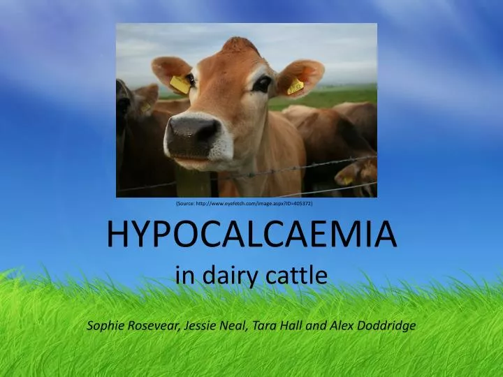 hypocalcaemia in dairy cattle