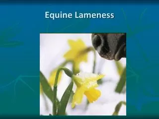 Equine Lameness