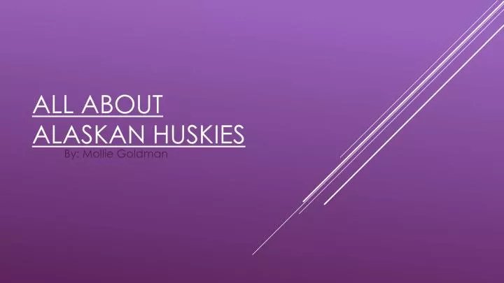 all about alaskan huskies