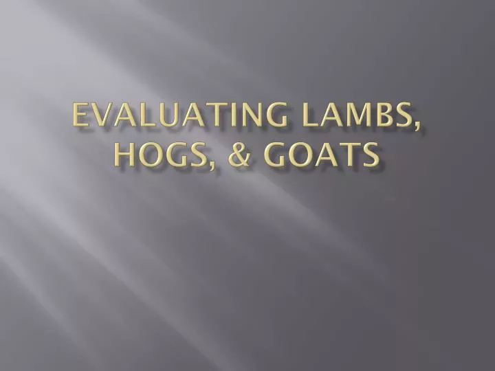 evaluating lambs hogs goats