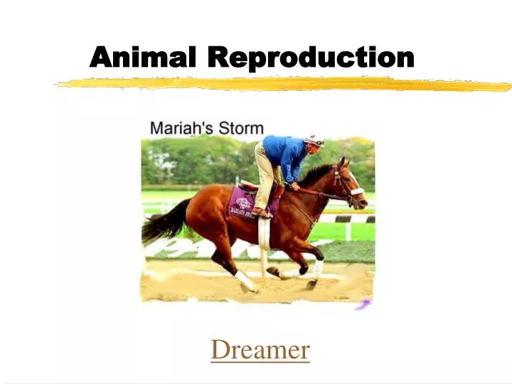 animal reproduction