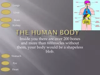 THE Human BODY