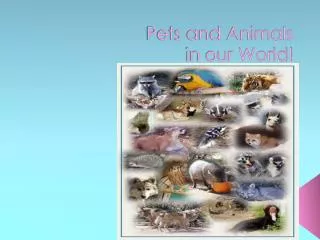 Pets and Animals in our World!
