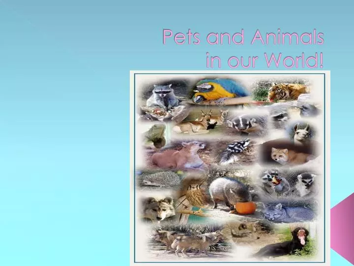 pets and animals in our world