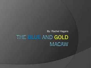 The Blue and Gold Macaw