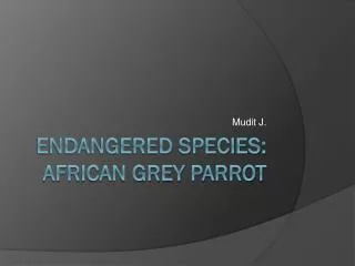 Endangered Species: African Grey Parrot